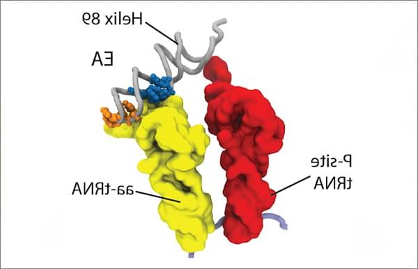 核糖核蛋白组装中的扩散离子配位动力学